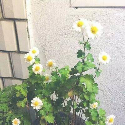 最新口袋侏罗纪手机版下载